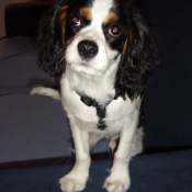 Photo de Cavalier king charles spaniel