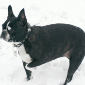 Photo de Boston terrier