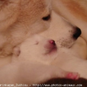 Photo d'Akita inu