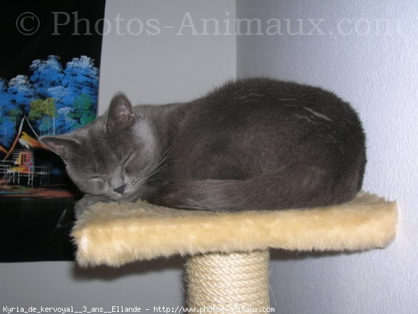 Photo de Chartreux