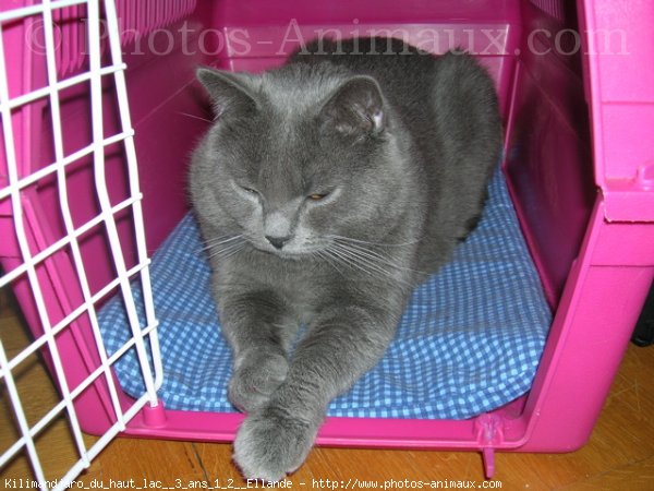 Photo de Chartreux