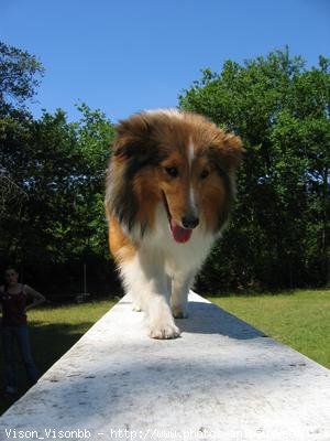 Photo de Chien de berger des shetland