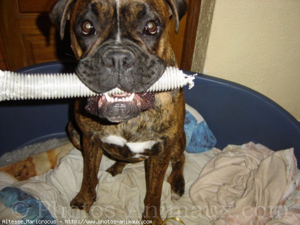 Photo de Boxer