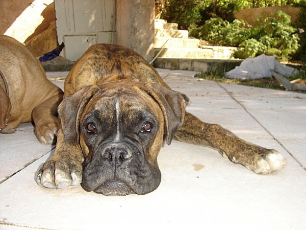 Photo de Boxer