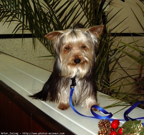 Photo de Yorkshire terrier