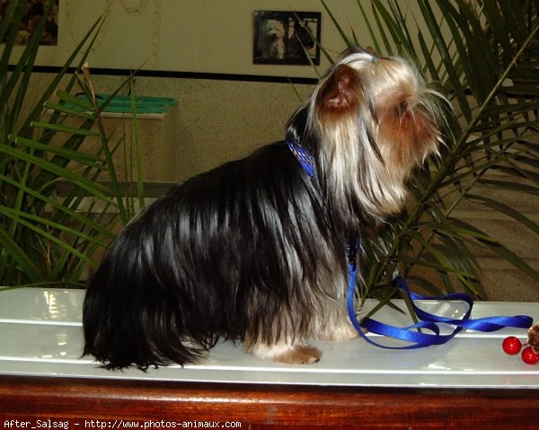 Photo de Yorkshire terrier