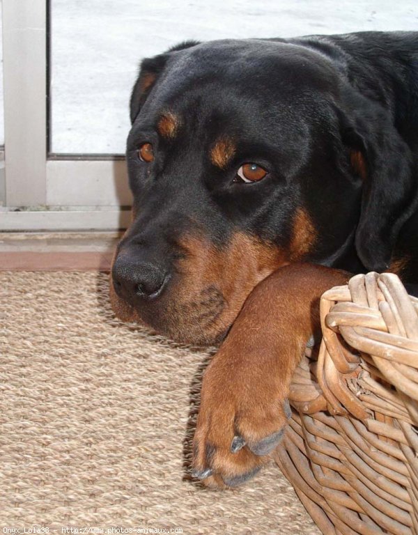 Photo de Rottweiler