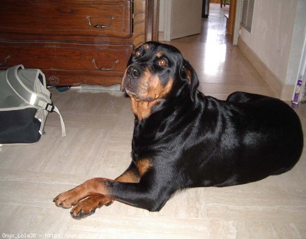 Photo de Rottweiler