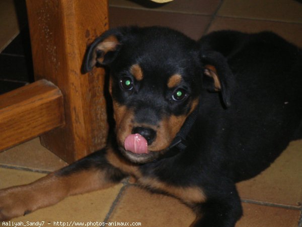 Photo de Rottweiler