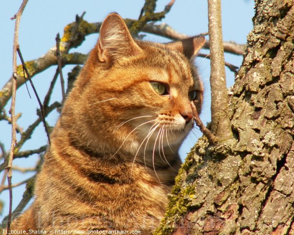 Photo de Chat domestique