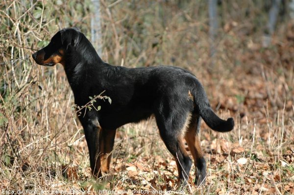 Photo de Berger de beauce