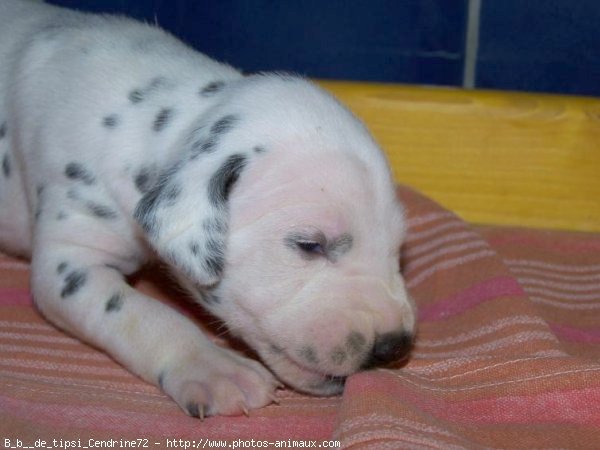 Photo de Dalmatien