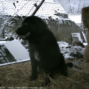 Photo de Chien de montagne des pyrnes