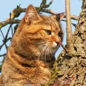 Photo de Chat domestique