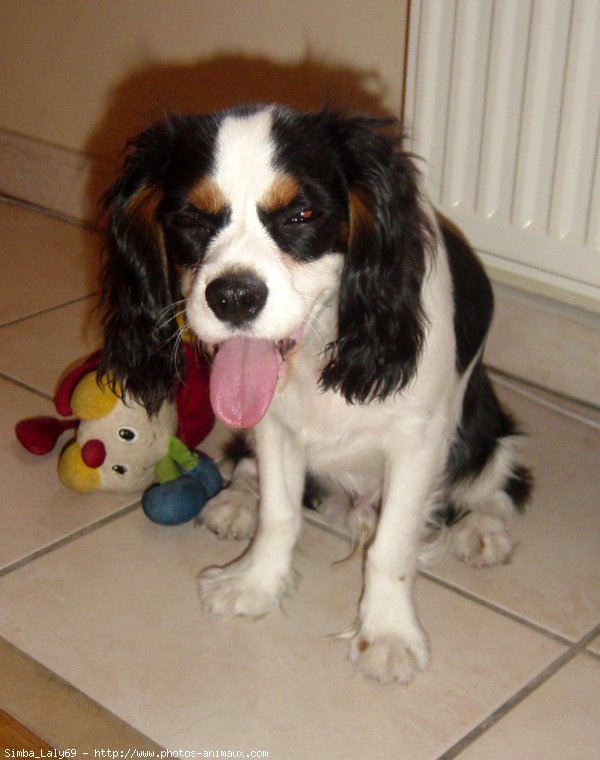 Photo de Cavalier king charles spaniel