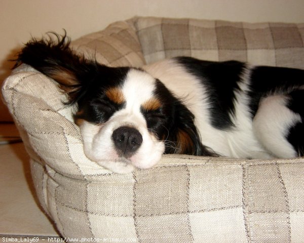 Photo de Cavalier king charles spaniel