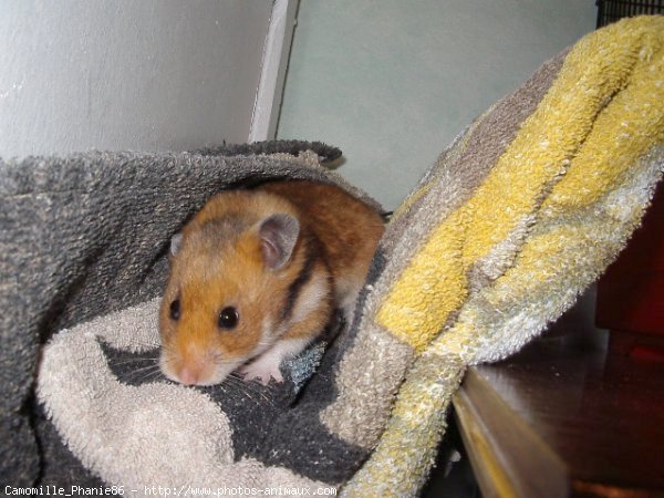 Photo de Hamster