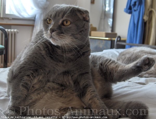 Photo de Scottish fold