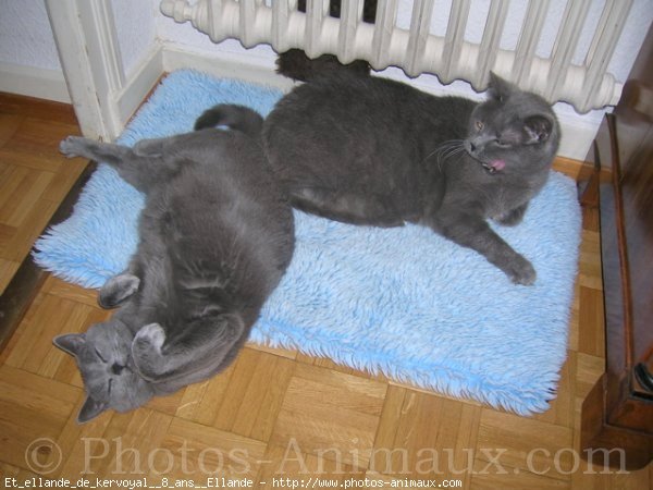 Photo de Chartreux