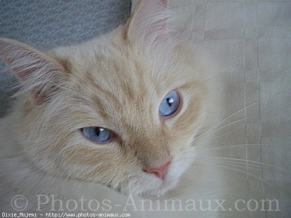 Photo de Ragdoll