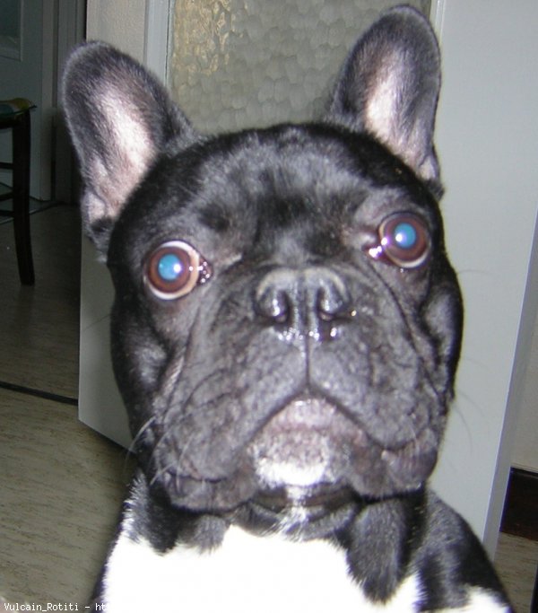 Photo de Bouledogue franais