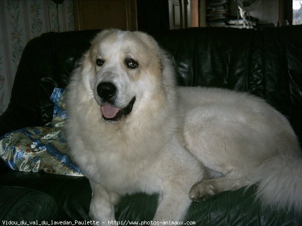 Photo de Chien de montagne des pyrnes