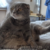 Photo de Scottish fold