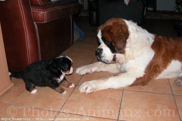 Photo de Saint-bernard poil long