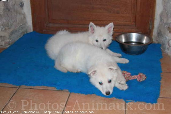 Photo de Berger blanc suisse