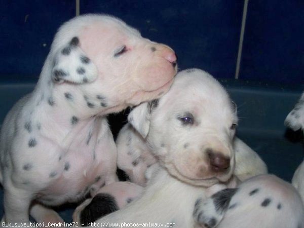 Photo de Dalmatien