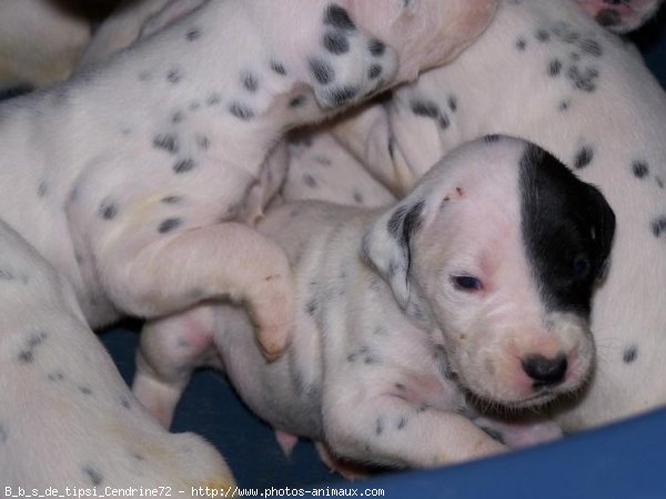 Photo de Dalmatien