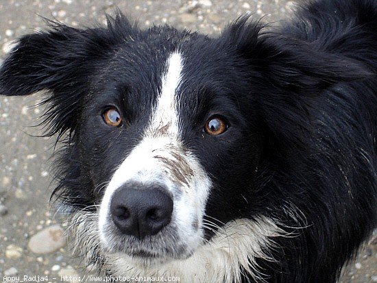 Photo de Border collie