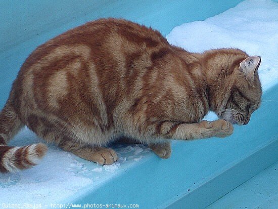 Photo de Chat domestique