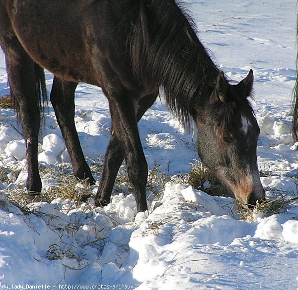 Photo de Quarter horse