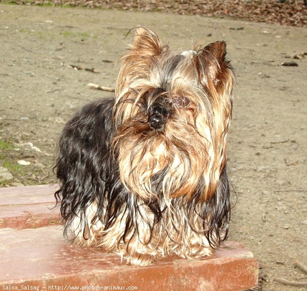 Photo de Yorkshire terrier