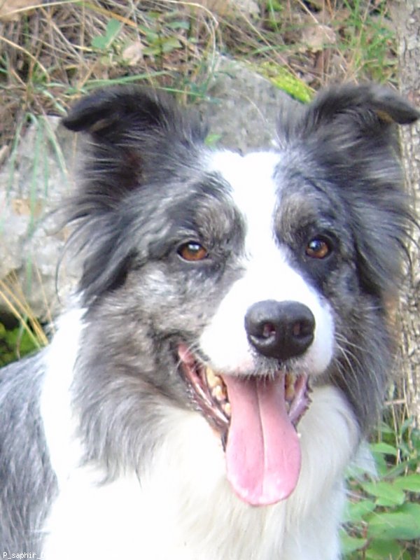 Photo de Border collie