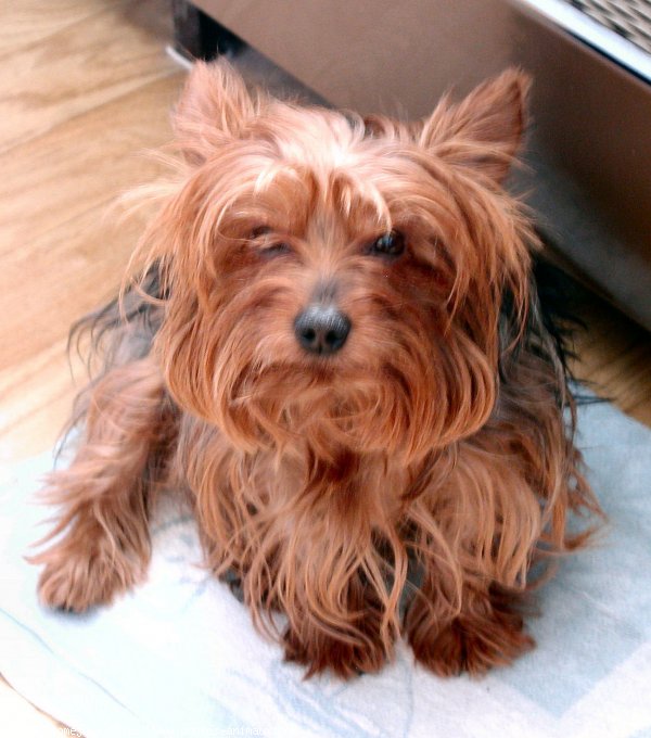 Photo de Yorkshire terrier