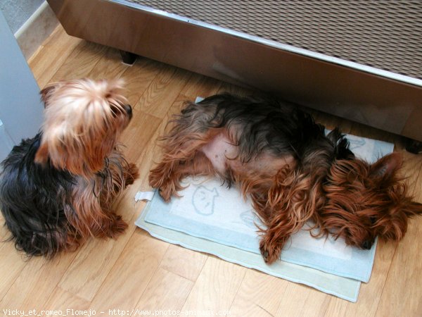 Photo de Yorkshire terrier