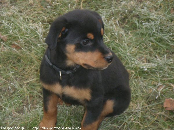 Photo de Rottweiler