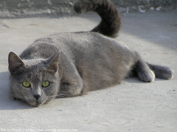 Photo de Chat domestique