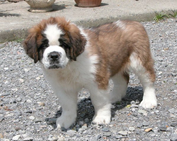 Photo de Saint-bernard poil long