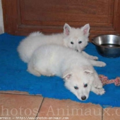 Photo de Berger blanc suisse