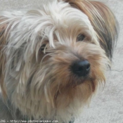 Photo de Yorkshire terrier