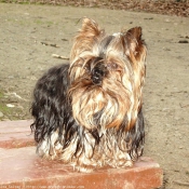 Photo de Yorkshire terrier