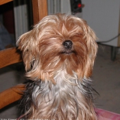 Photo de Yorkshire terrier