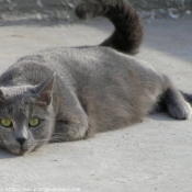 Photo de Chat domestique