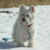 Photo de West highland white terrier