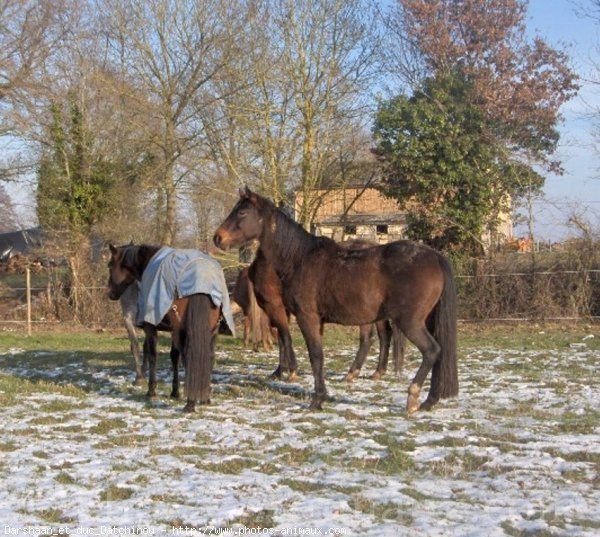 Photo de Races diffrentes