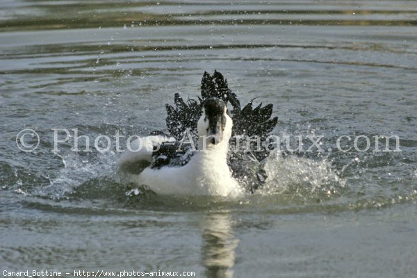 Photo de Canard