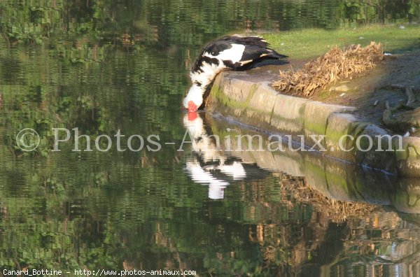 Photo de Canard